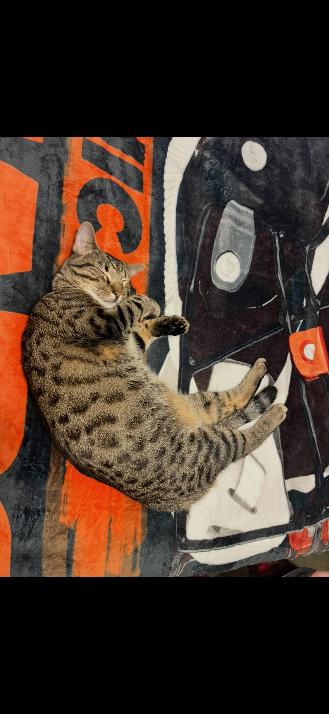 Enlarge Rocket and Stitch, a ADOPTABLE Tabby in Newton, IL image 5/6