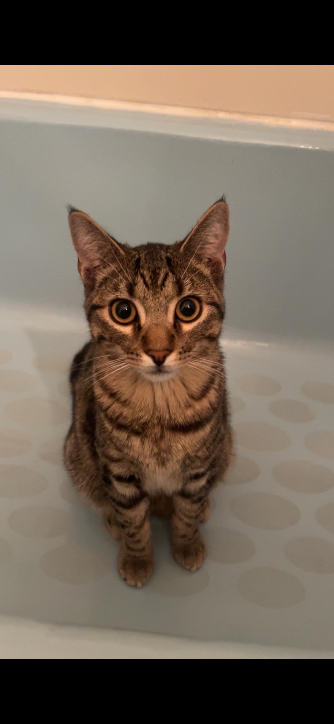 Enlarge Rocket and Stitch, a ADOPTABLE Tabby in Newton, IL image 3/6