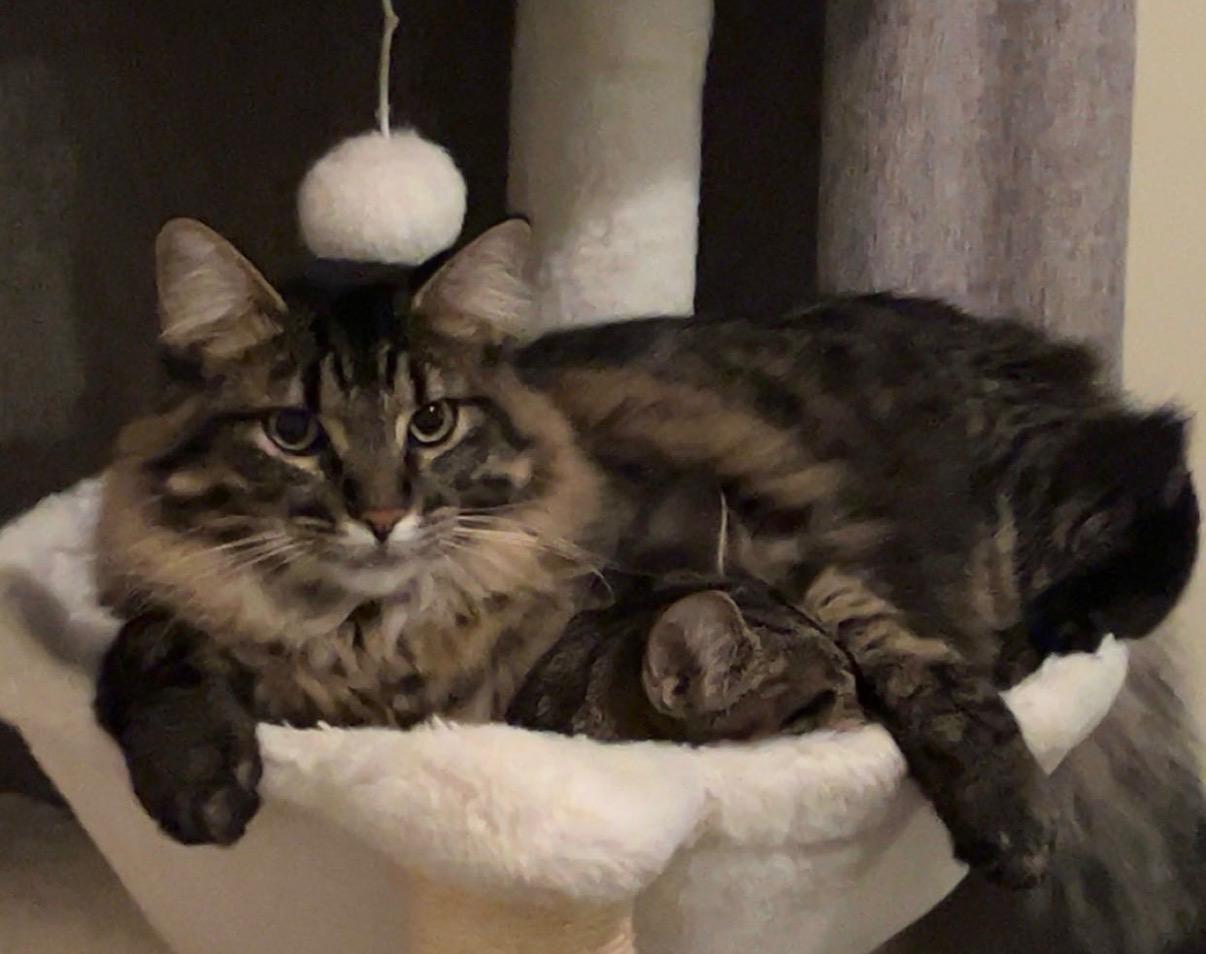 Enlarge Rocket and Stitch, a ADOPTABLE Tabby in Newton, IL image 2/6