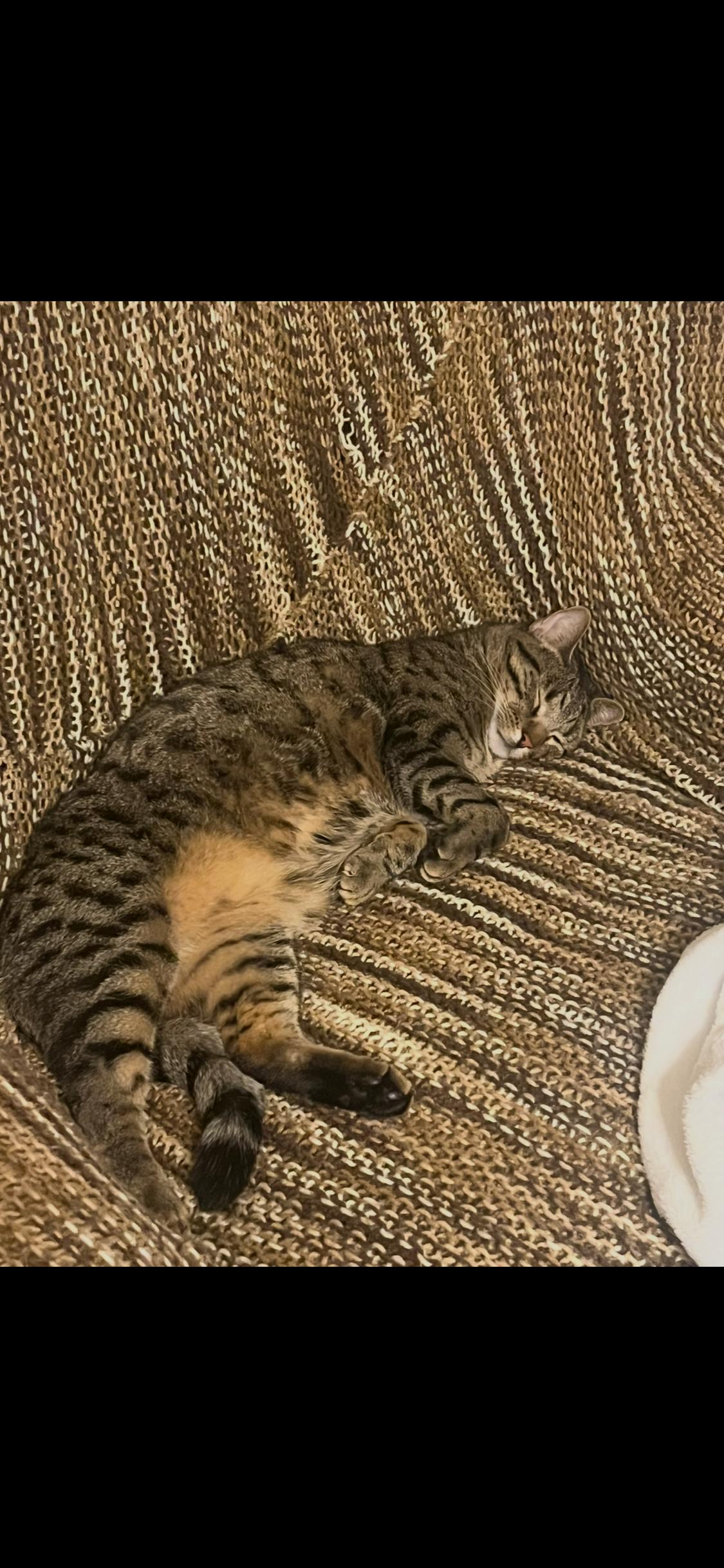 Enlarge Rocket and Stitch, a ADOPTABLE Tabby in Newton, IL image 6/6