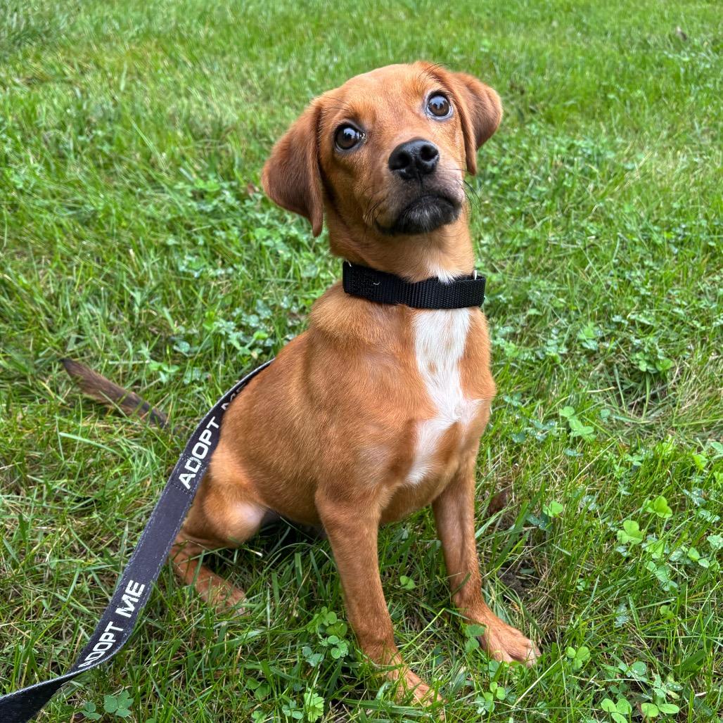 Silas, Adoptable, Young Male Mixed Breed.
