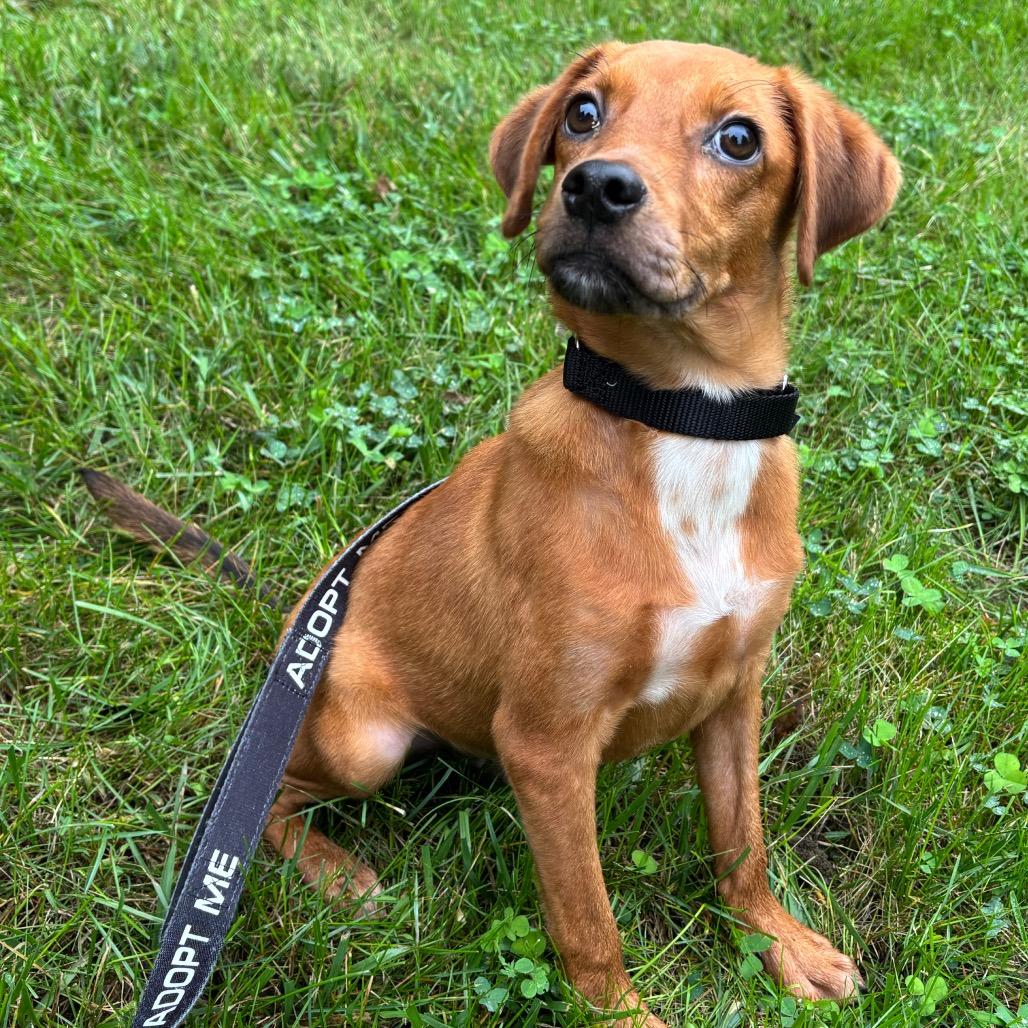 Enlarge Silas, a Adoptable Mixed Breed in Washington Township, OH image 2/4
