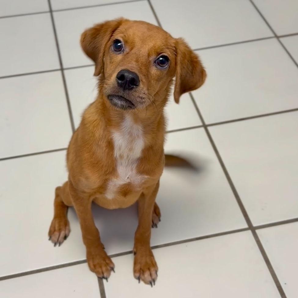 Enlarge Silas, a Adoptable Mixed Breed in Washington Township, OH image 3/4