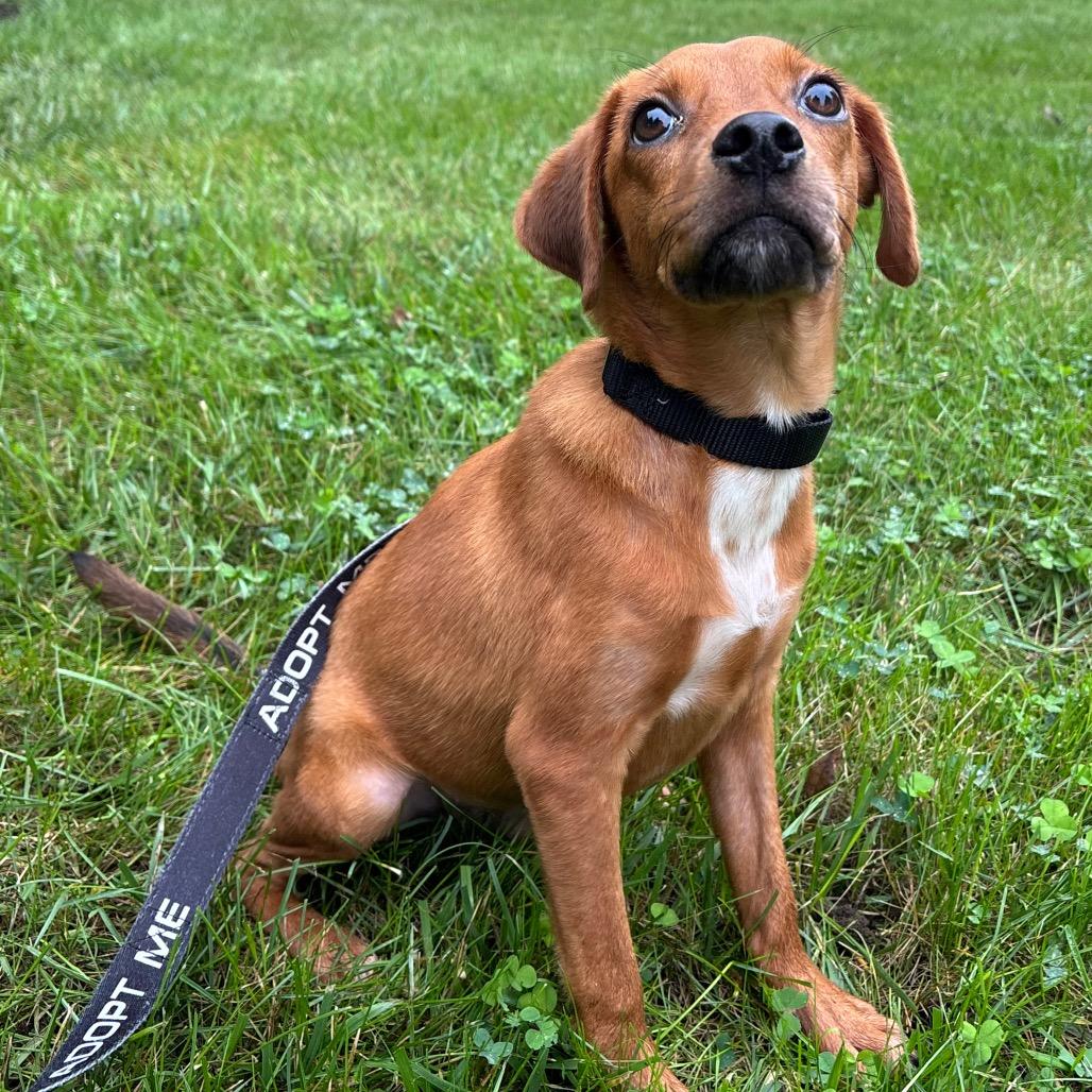 Enlarge Silas, a Adoptable Mixed Breed in Washington Township, OH image 4/4
