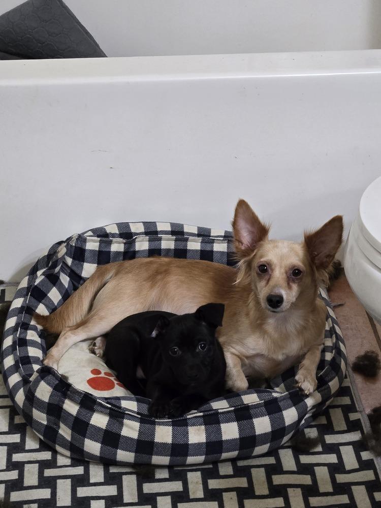 Enlarge Robin, a Adoptable mixed breed in Bend, OR image 1/4