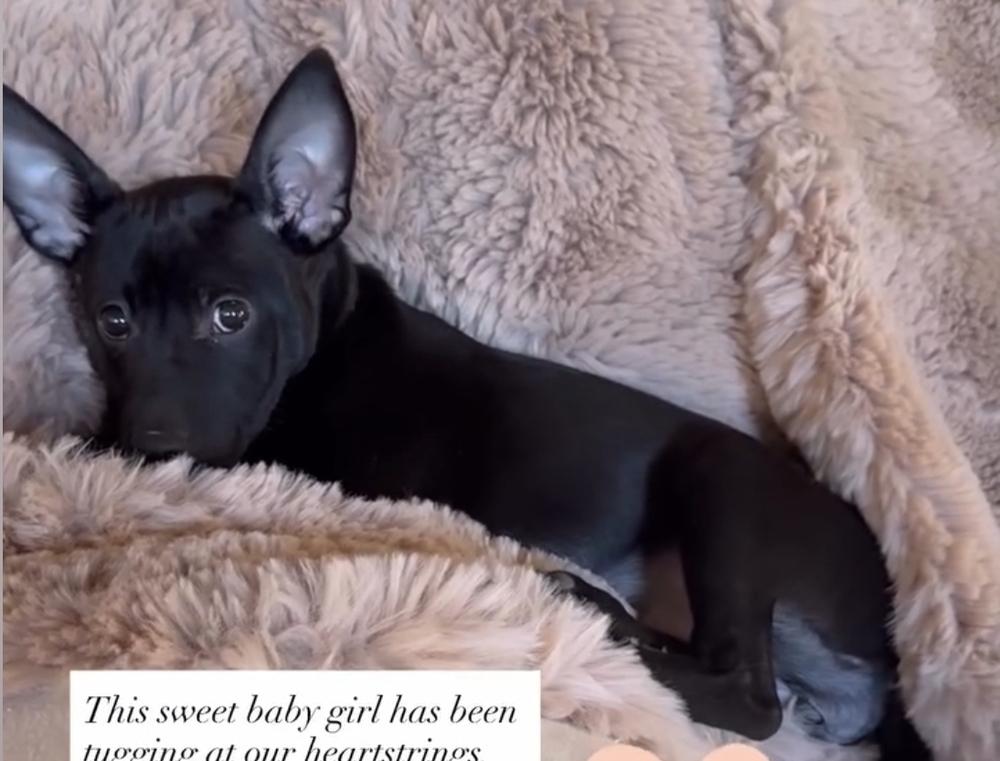 Enlarge Robin, a Adopted mixed breed in Bend, OR image 2/5