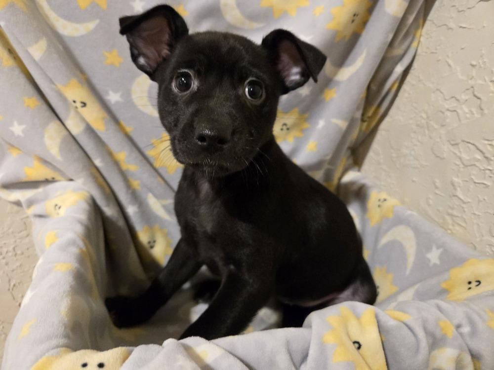 Enlarge Robin, a Adoptable mixed breed in Bend, OR image 3/4