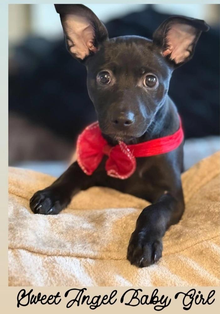 Enlarge Robin, a Adoptable mixed breed in Bend, OR image 4/4