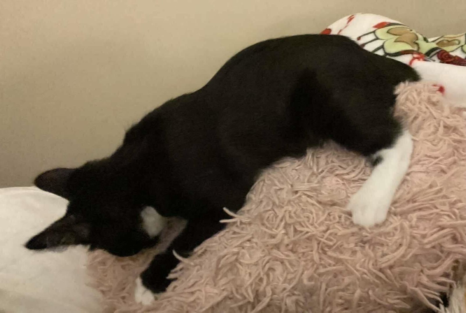 Enlarge Daisy Spice, a Adopted Manx in Athens, GA image 2/4