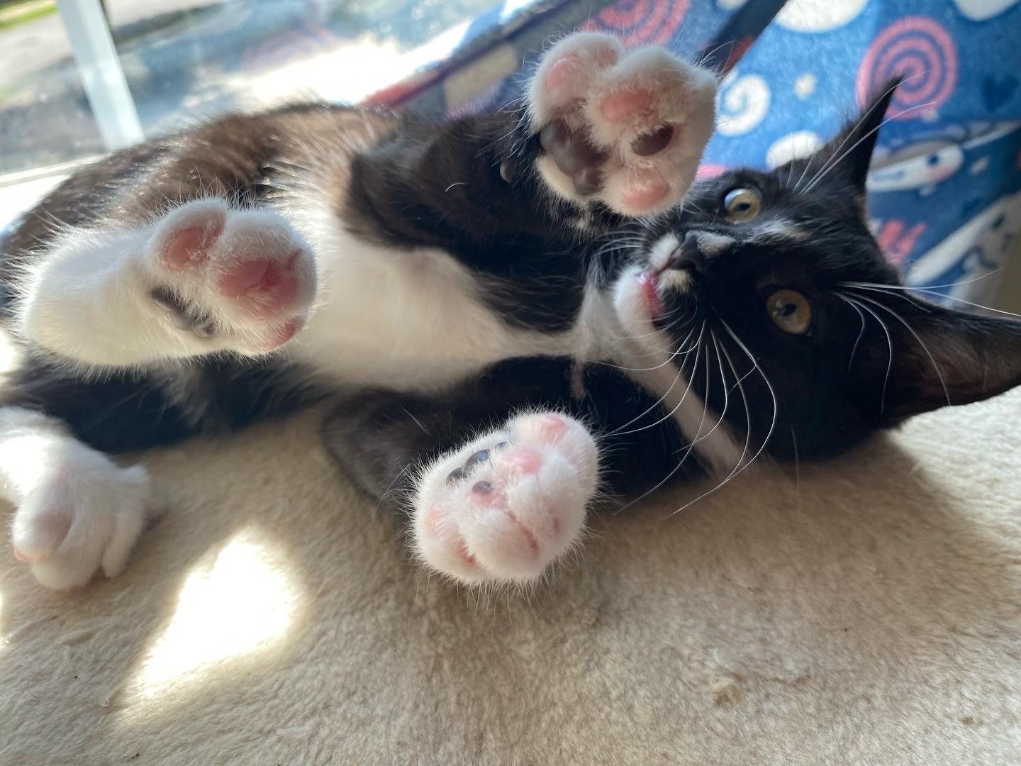 Enlarge Daisy Spice, a Adopted Manx in Athens, GA image 1/4