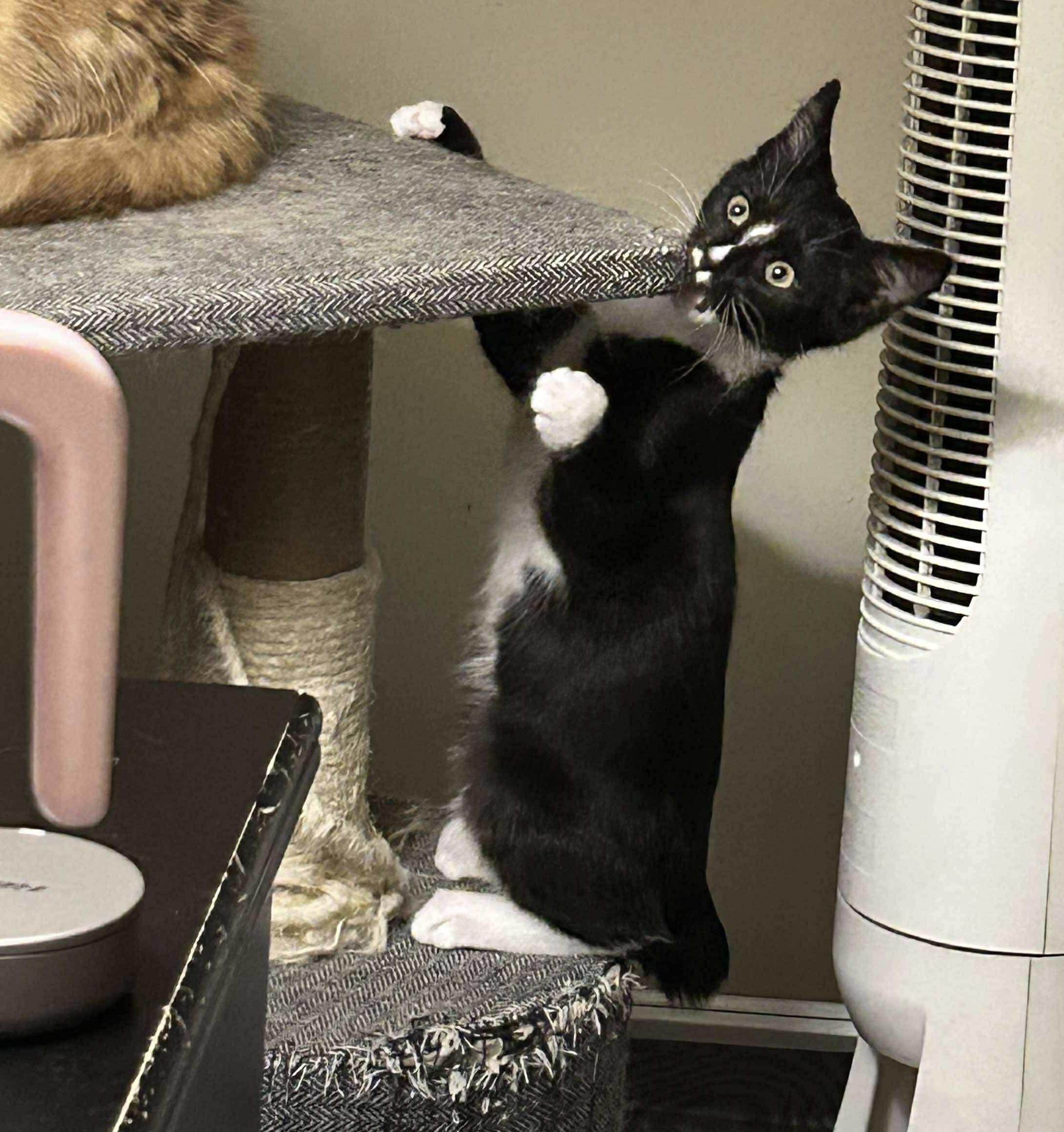 Enlarge Daisy Spice, a Adopted Manx in Athens, GA image 3/4