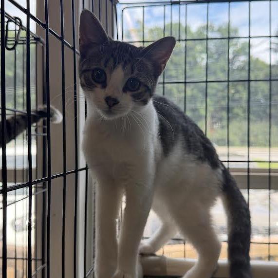 Whittaker, a Adoptable Domestic Medium Hair in Wappingers Falls, NY image 1/4