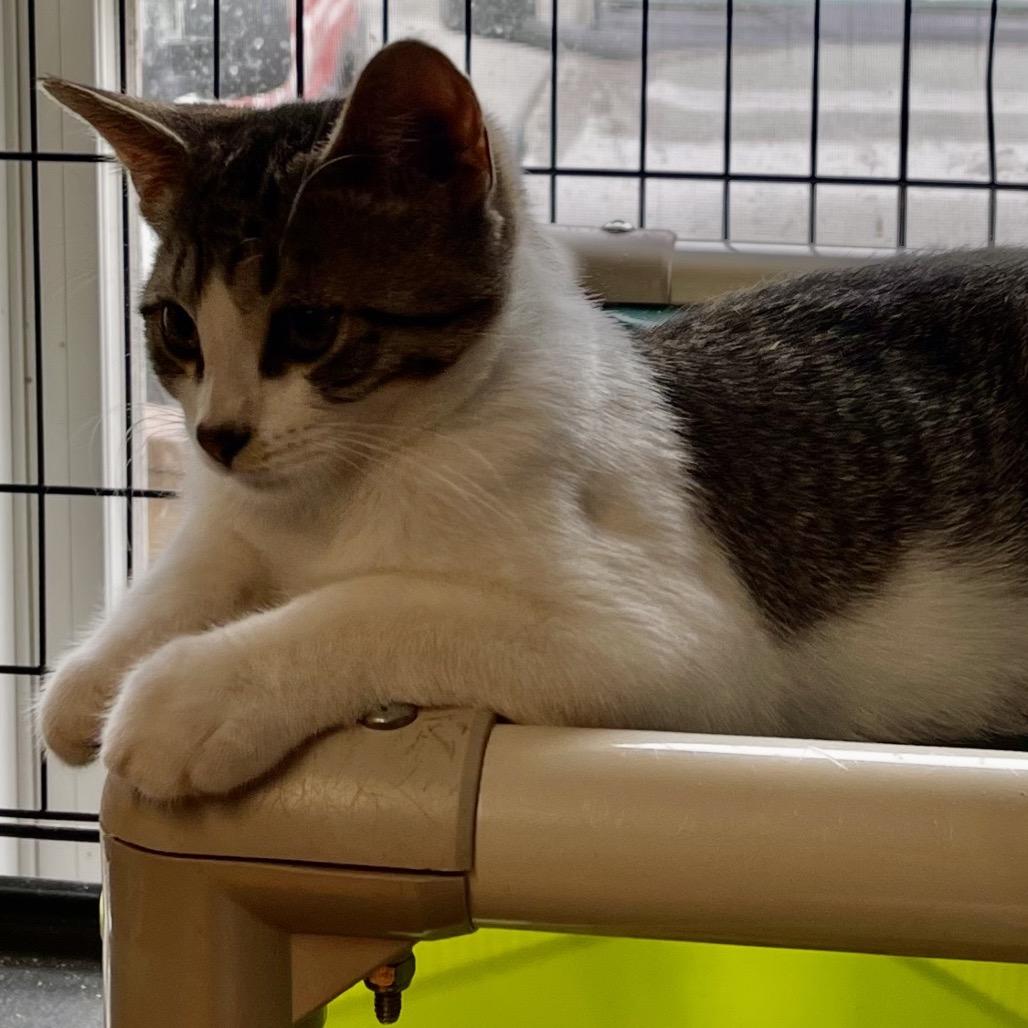 Whittaker, a Adoptable Domestic Medium Hair in Wappingers Falls, NY image 2/4
