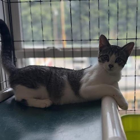Whittaker, a Adoptable Domestic Medium Hair in Wappingers Falls, NY image 3/4