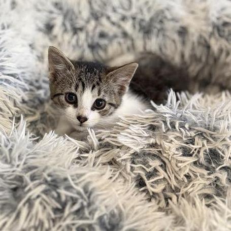Whittaker, a Adoptable Domestic Medium Hair in Wappingers Falls, NY image 4/4