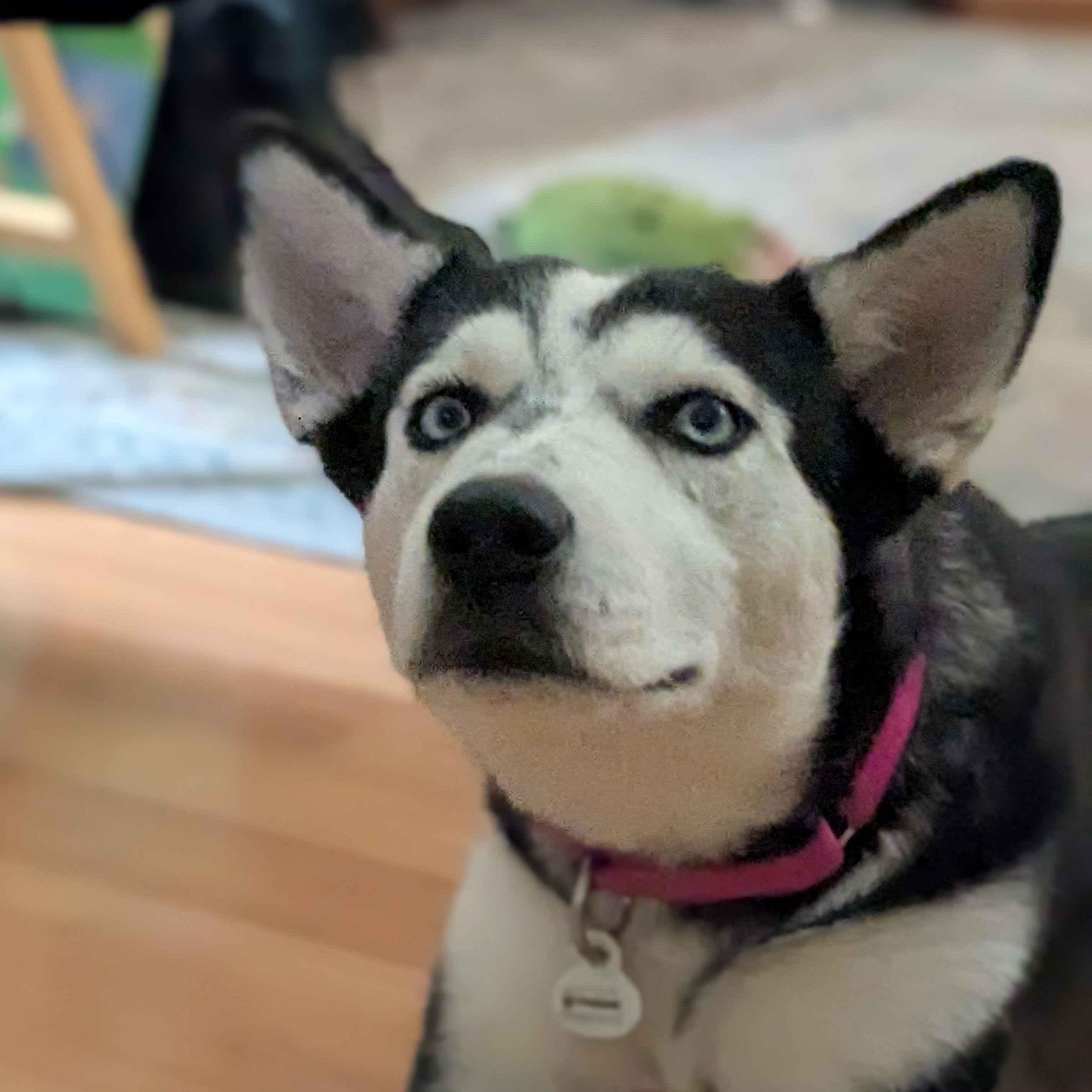 Sprite, a Adoptable mixed breed in Austin, TX image 1/5