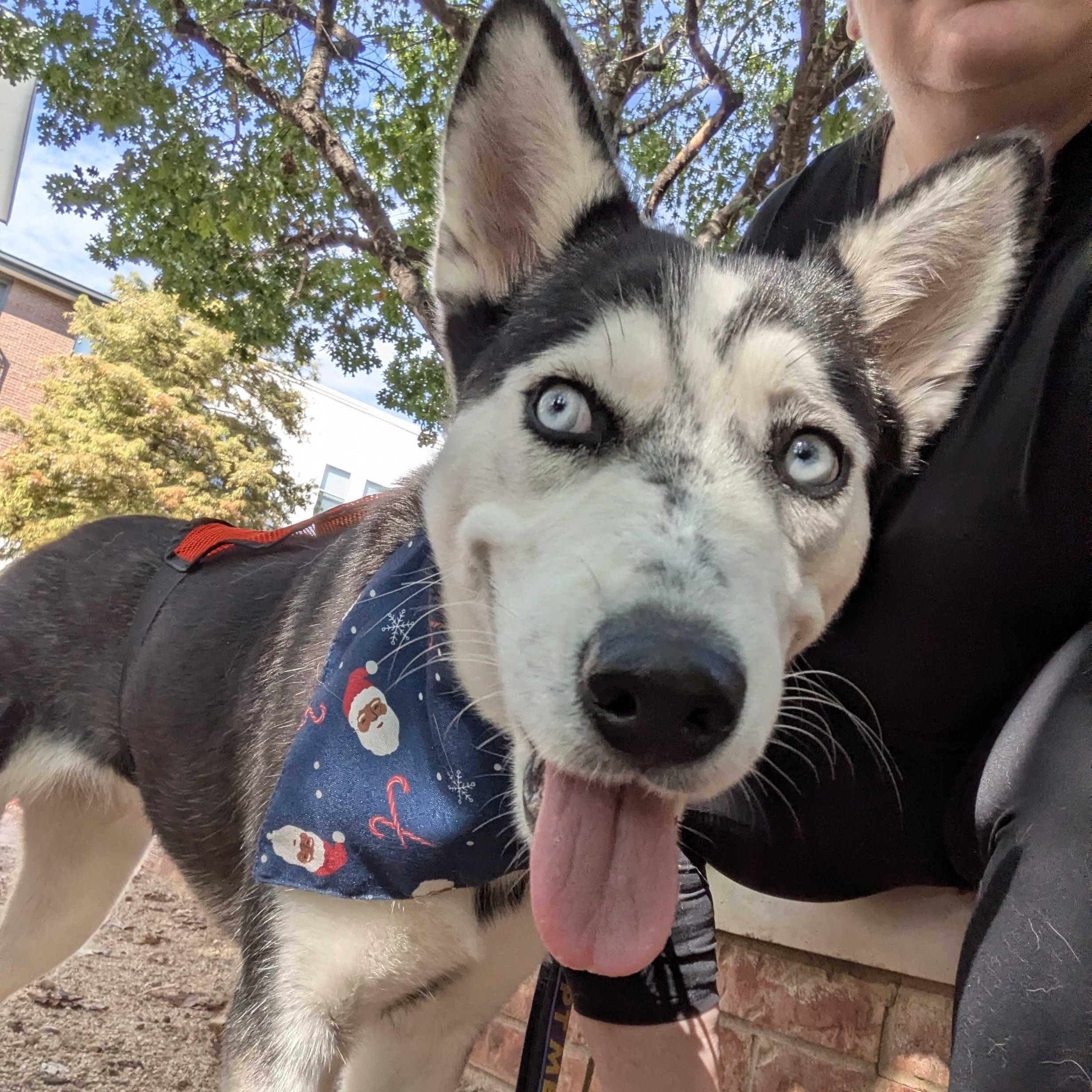 Sprite, a Adoptable mixed breed in Austin, TX image 4/5