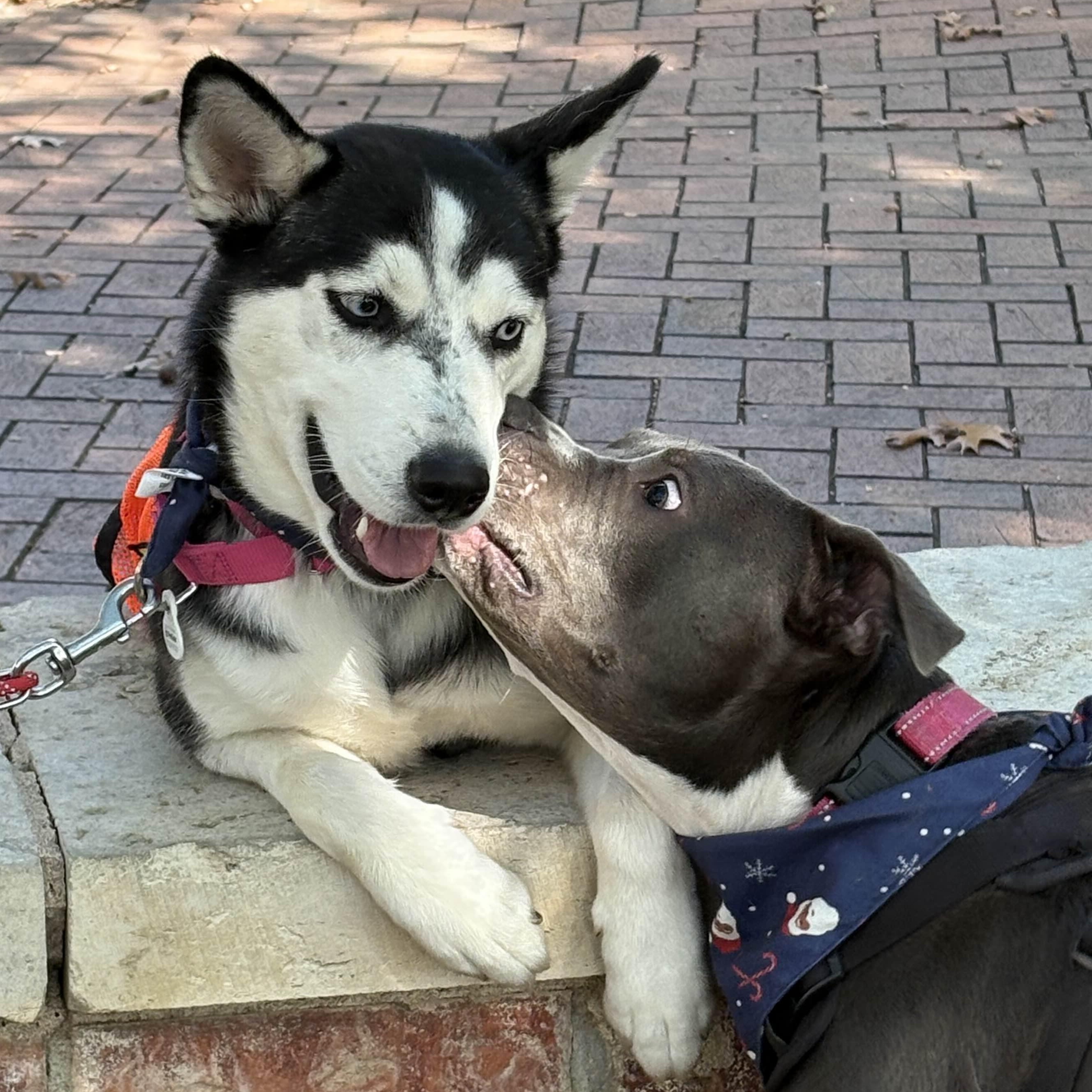 Sprite, a Adoptable mixed breed in Austin, TX image 2/5