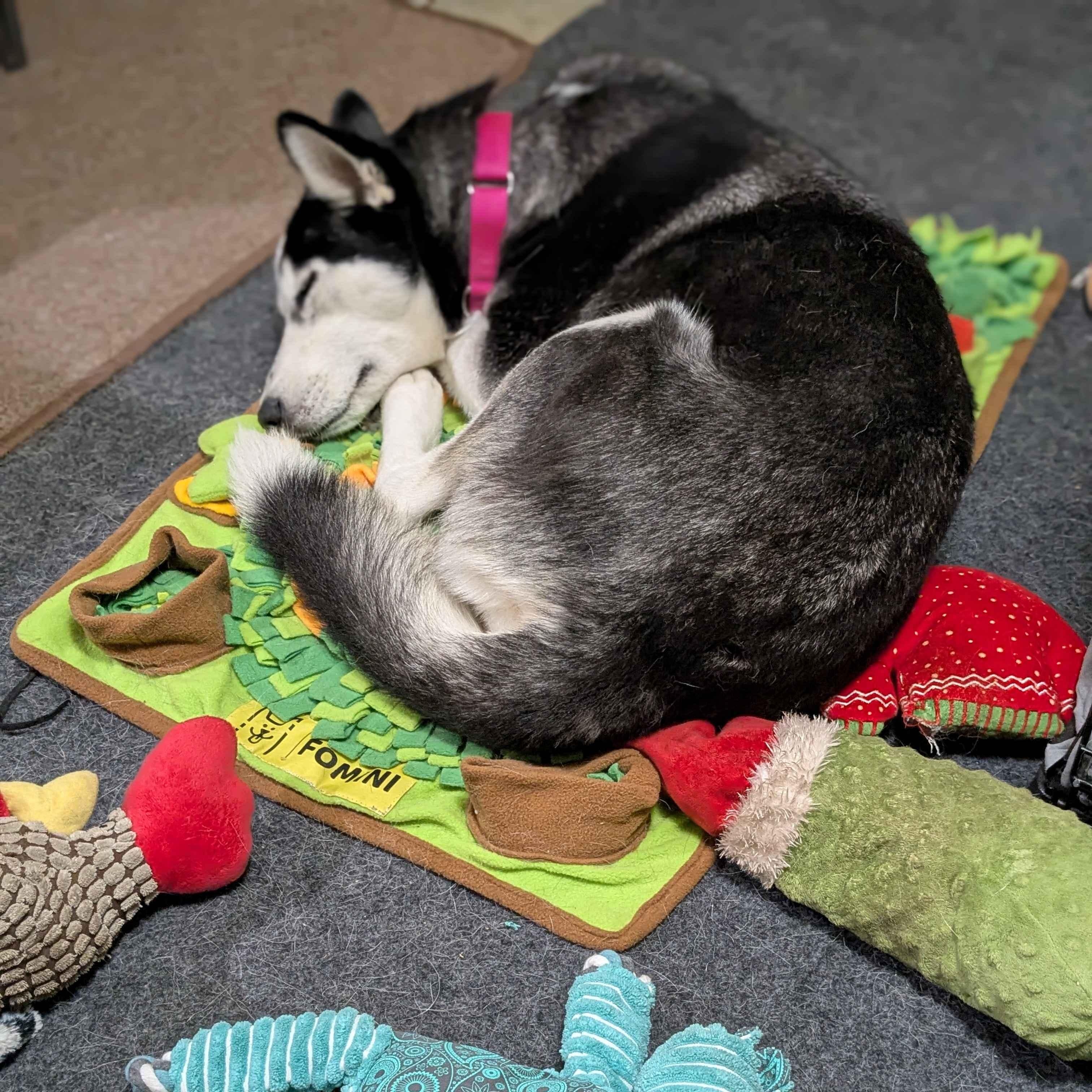 Sprite, a Adoptable mixed breed in Austin, TX image 5/5