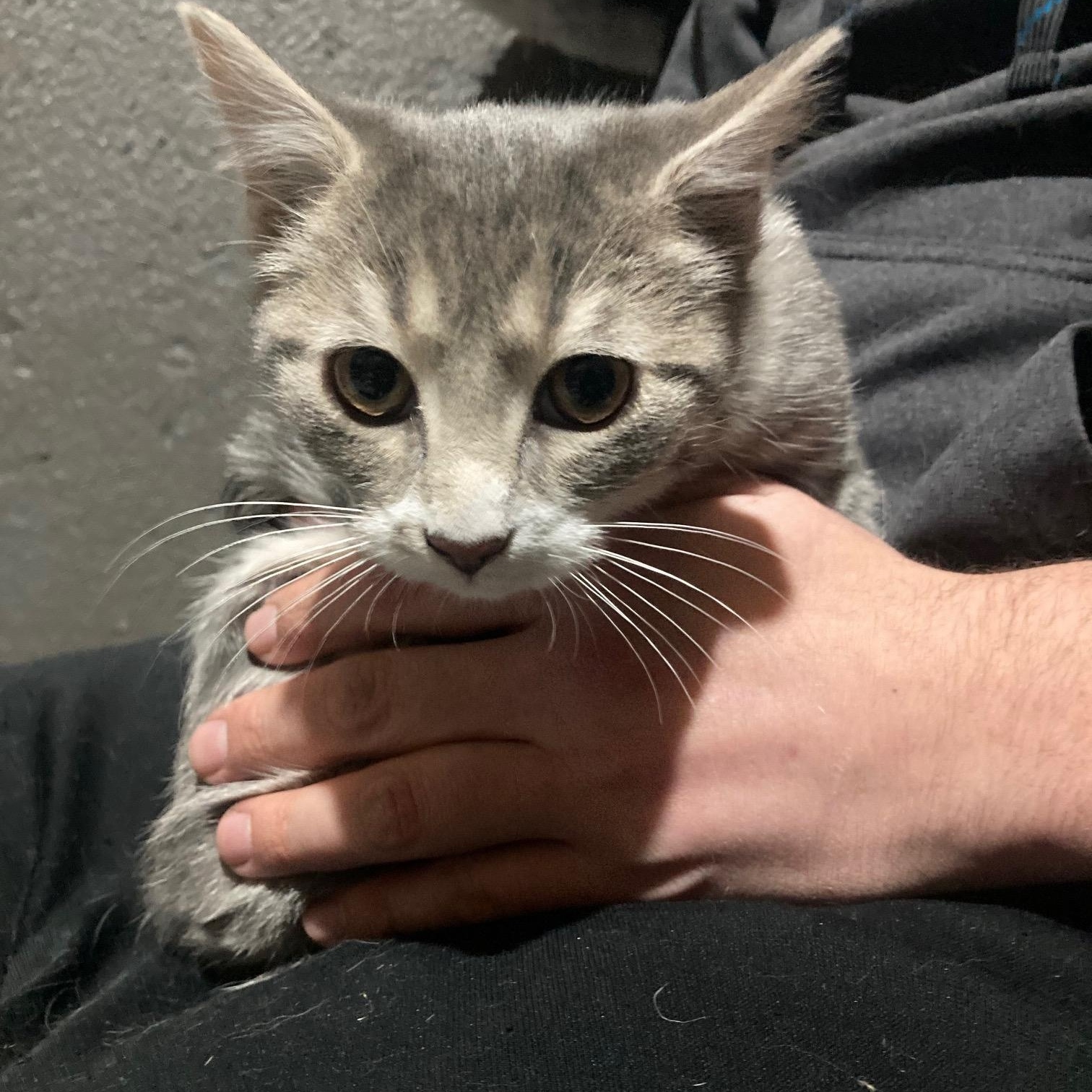 Enlarge Buckwheat, a ADOPTABLE Domestic Short Hair in Lake Orion, MI image 2/4