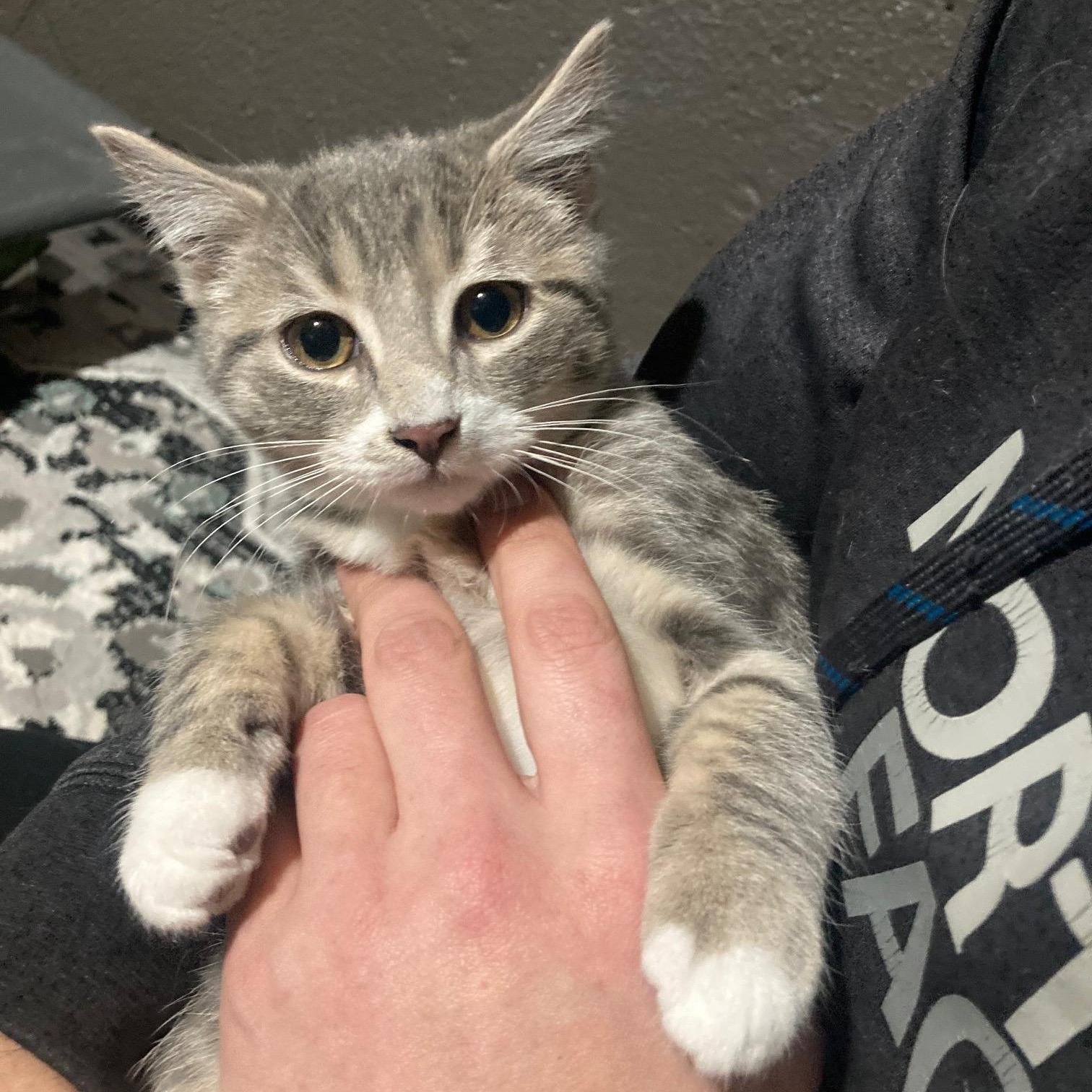 Buckwheat, ADOPTABLE, Kitten Male Domestic Short Hair.