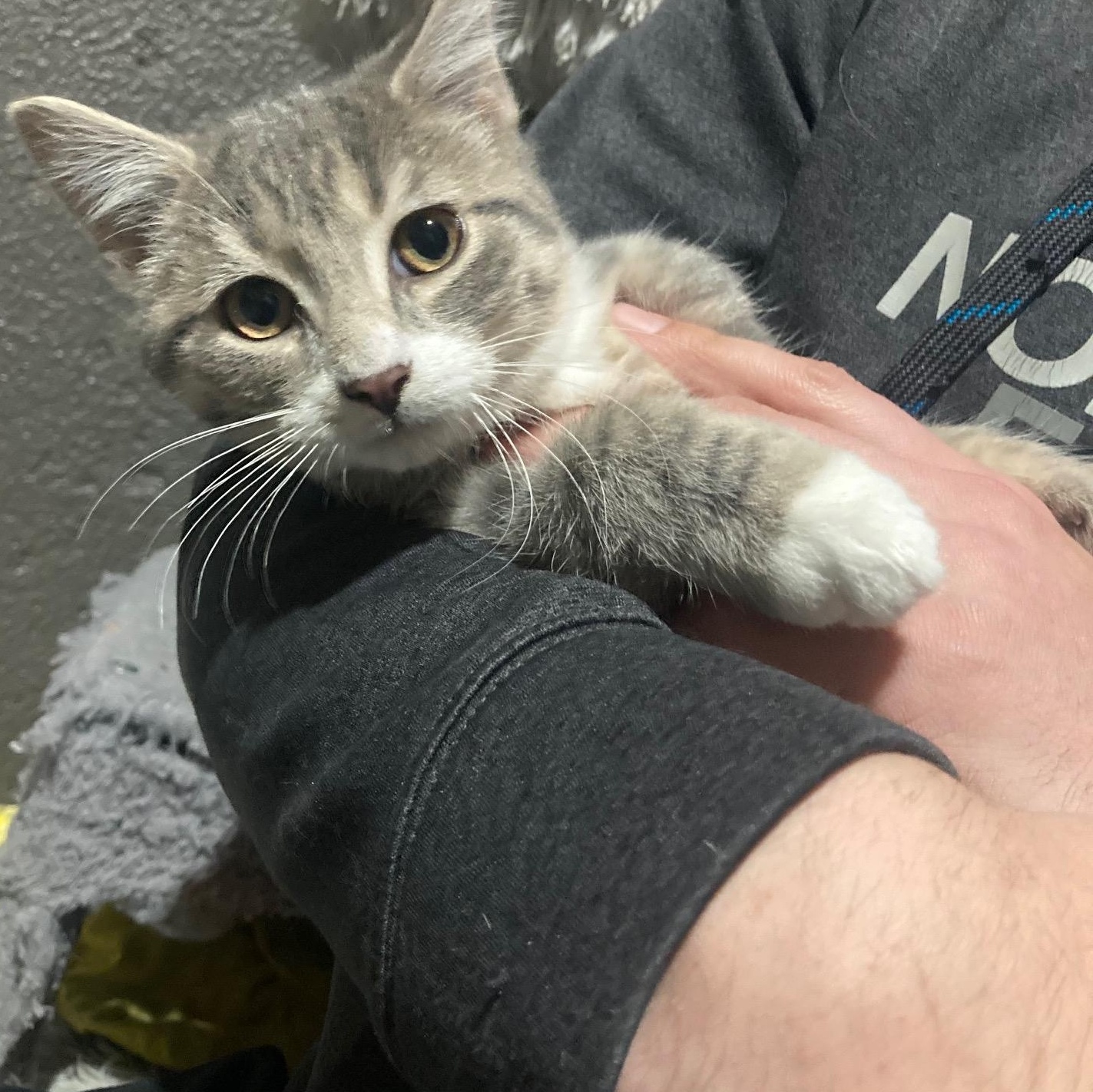 Enlarge Buckwheat, a ADOPTABLE Domestic Short Hair in Lake Orion, MI image 3/4