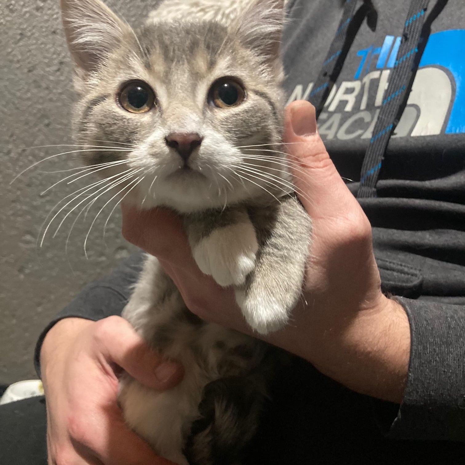 Enlarge Buckwheat, a ADOPTABLE Domestic Short Hair in Lake Orion, MI image 4/4
