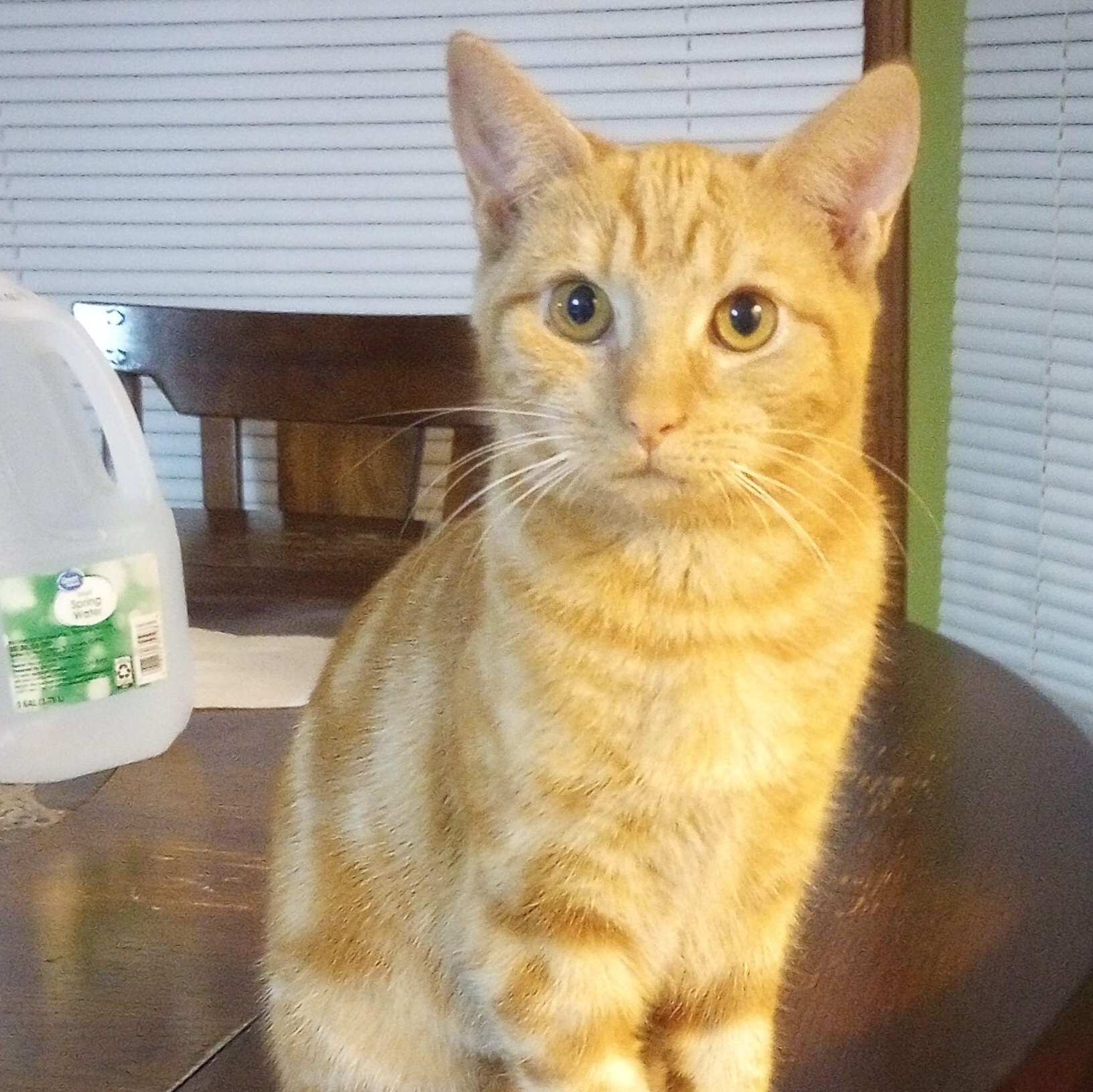 Enlarge Butterscotch, a Adoptable Domestic Short Hair in Smithfield, NC image 1/3