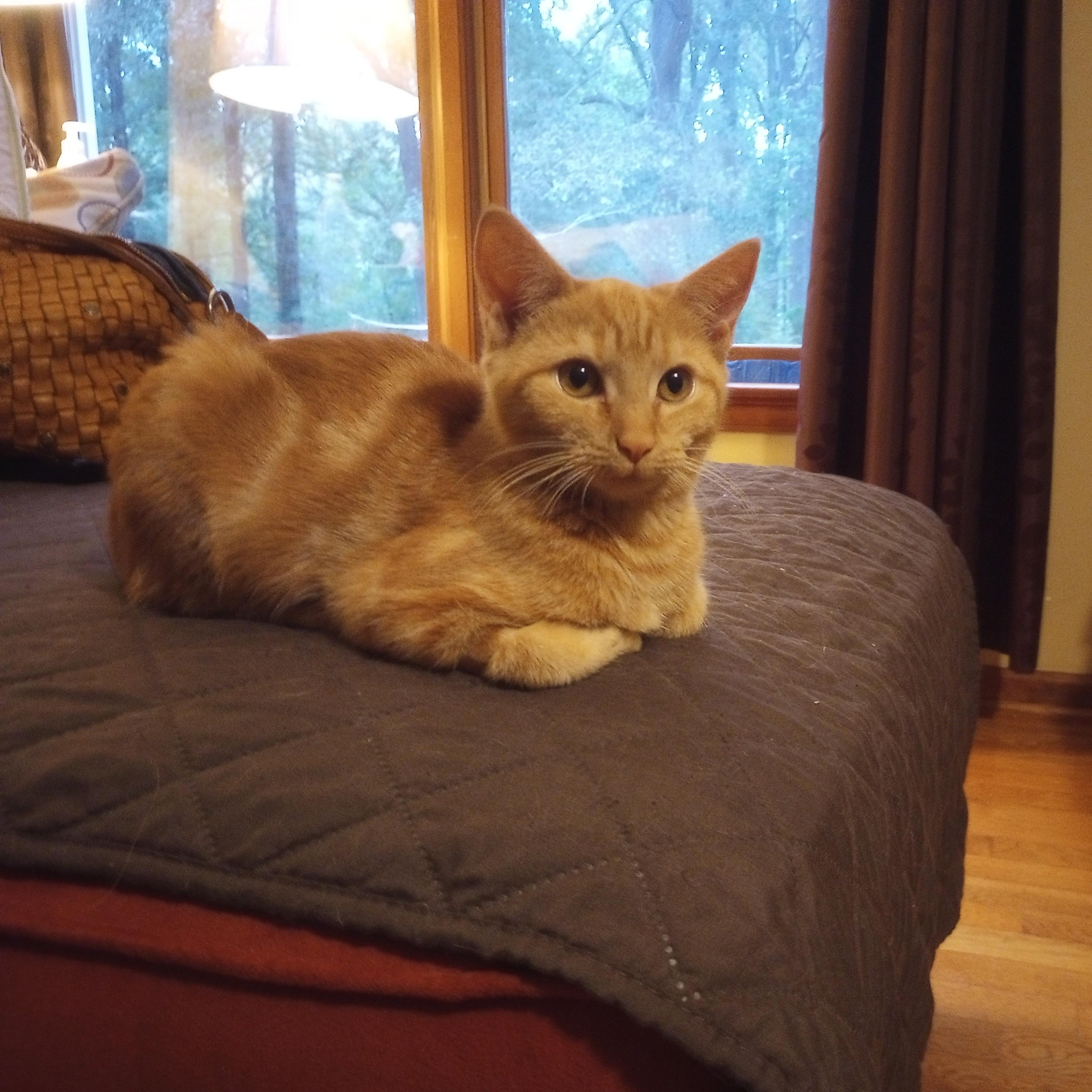 Enlarge Butterscotch, a Adoptable Domestic Short Hair in Smithfield, NC image 2/3
