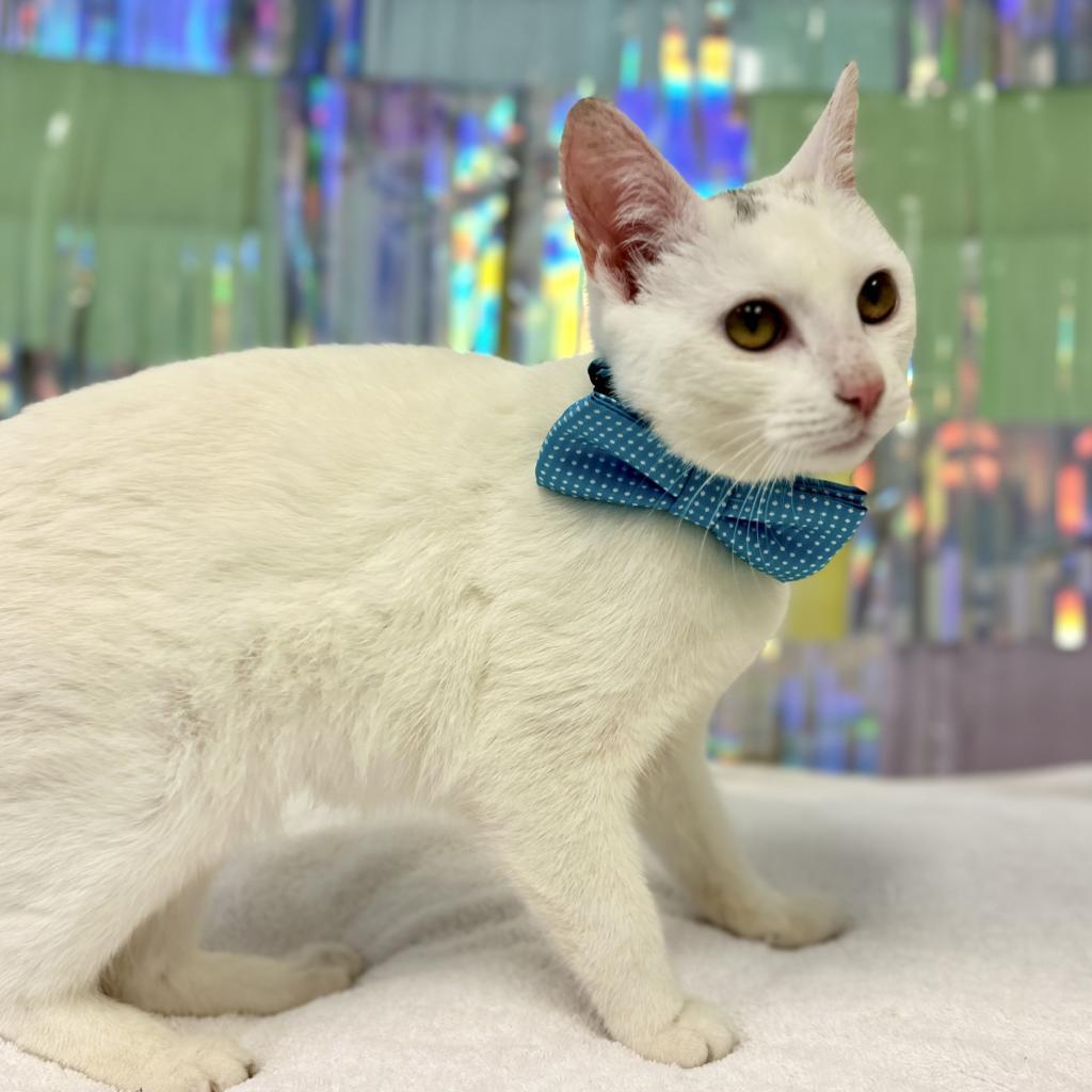Shiro, Adoptable, Adult Male Domestic Short Hair.