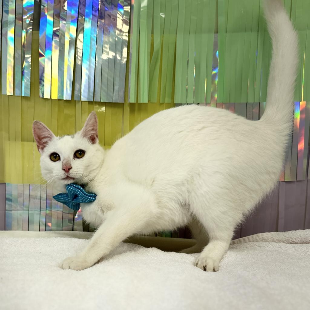 Enlarge Shiro, a Adoptable Domestic Short Hair in Cartersville, GA image 2/6
