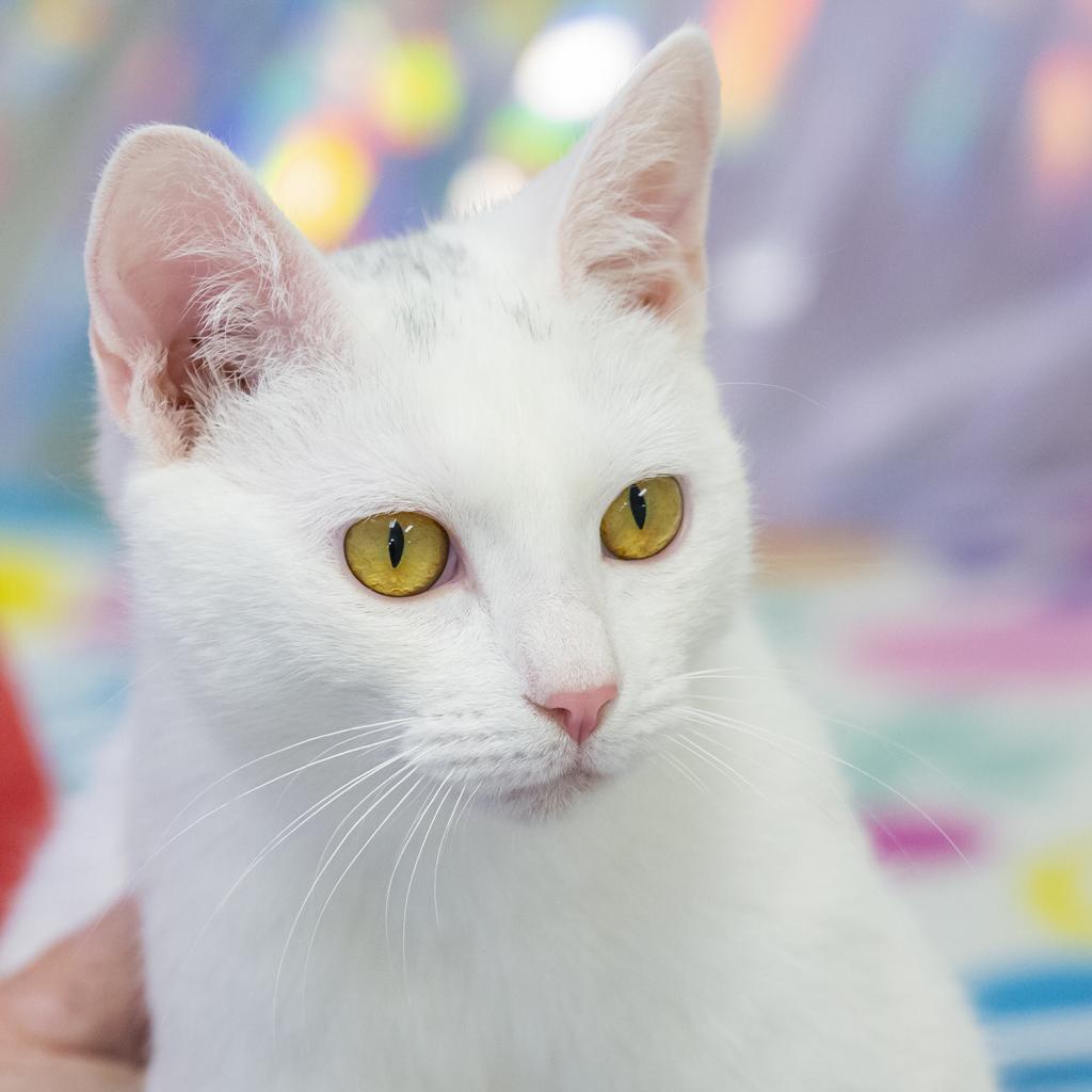 Enlarge Shiro, a Adoptable Domestic Short Hair in Cartersville, GA image 3/6