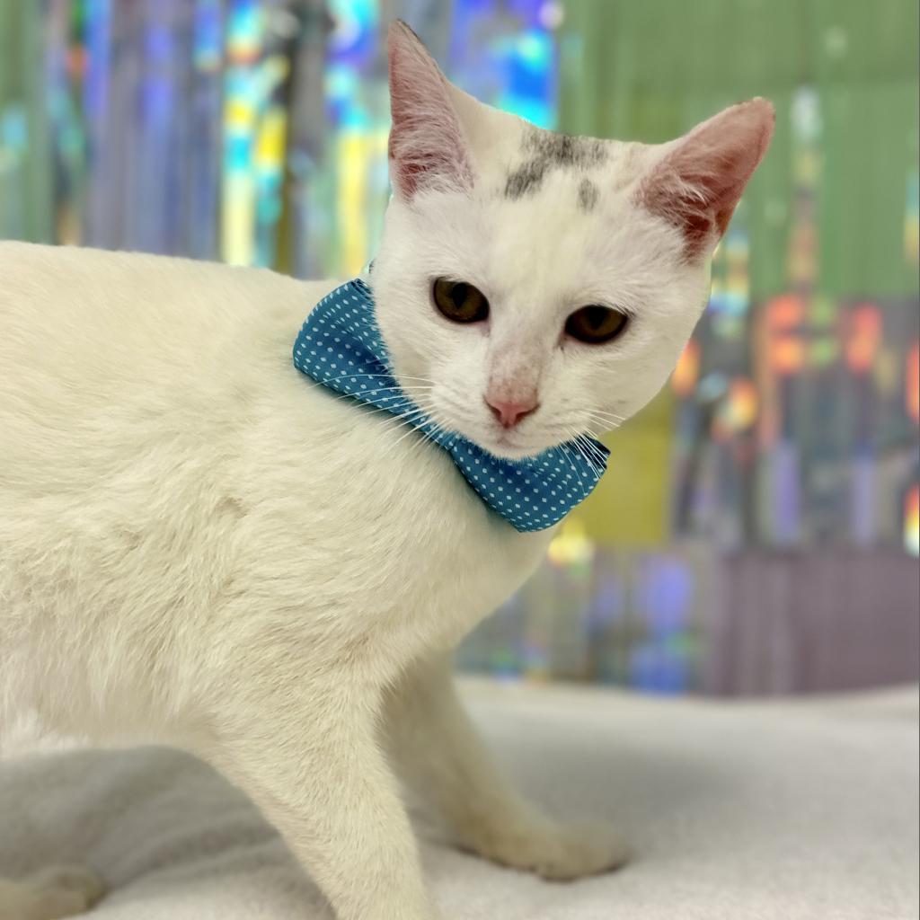 Enlarge Shiro, a Adoptable Domestic Short Hair in Cartersville, GA image 4/6