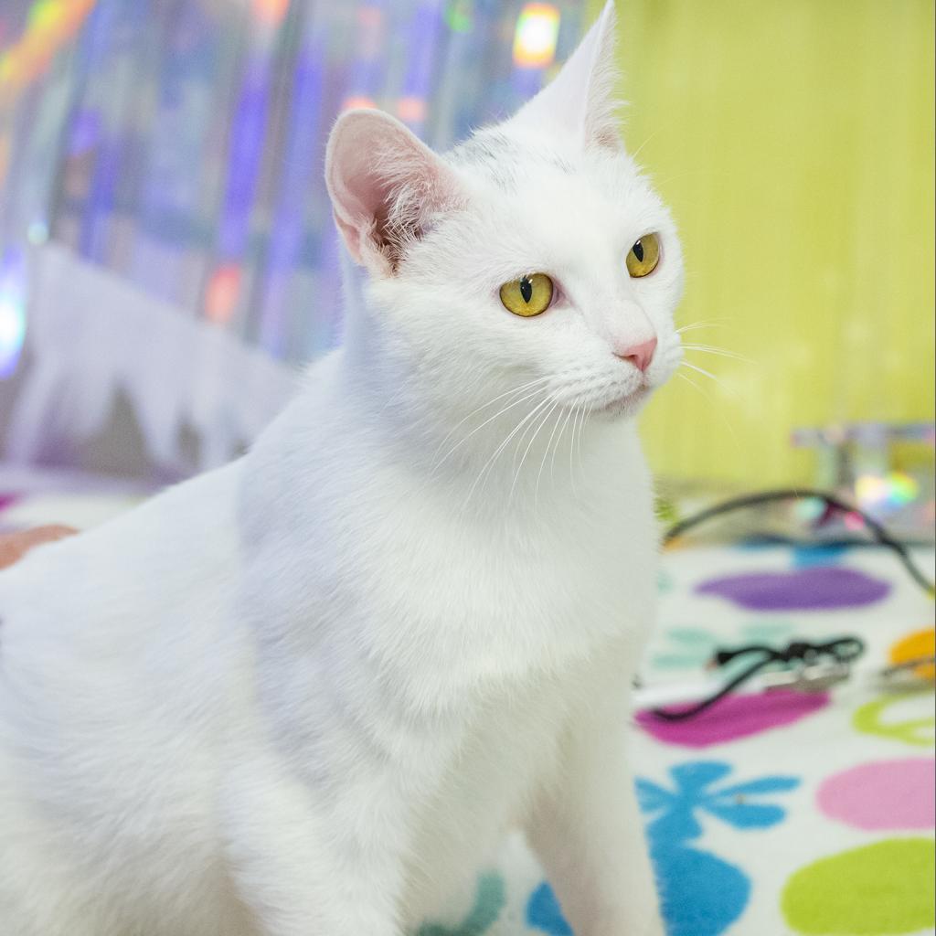 Enlarge Shiro, a Adoptable Domestic Short Hair in Cartersville, GA image 5/6