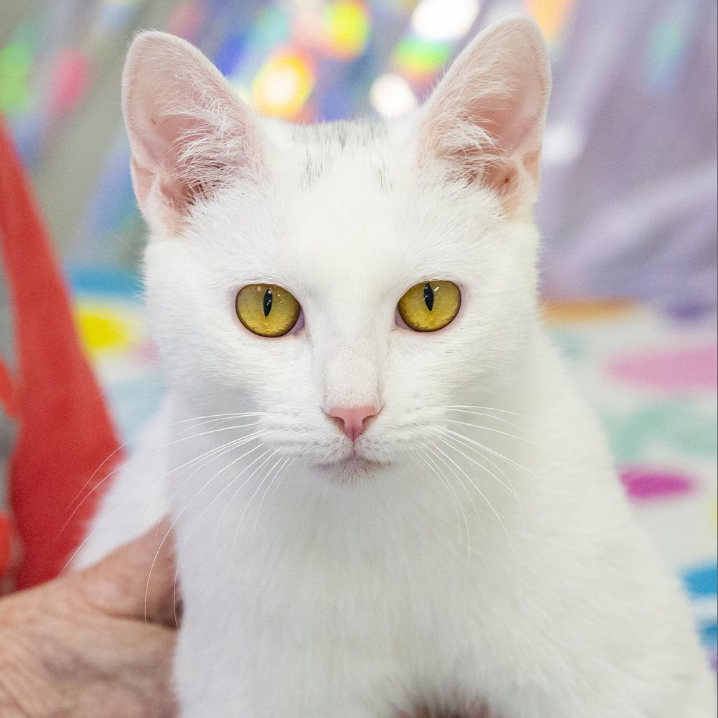 Enlarge Shiro, a Adoptable Domestic Short Hair in Cartersville, GA image 6/6