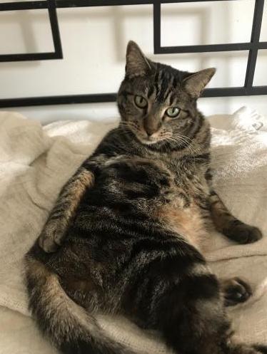 Piper, Adopted, Adult Female Domestic Short Hair & Tabby.