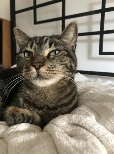 Enlarge Piper, a Adopted mixed breed in Prosper, TX image 2/3