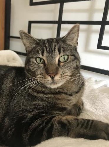 Enlarge Piper, a Adopted mixed breed in Prosper, TX image 3/3