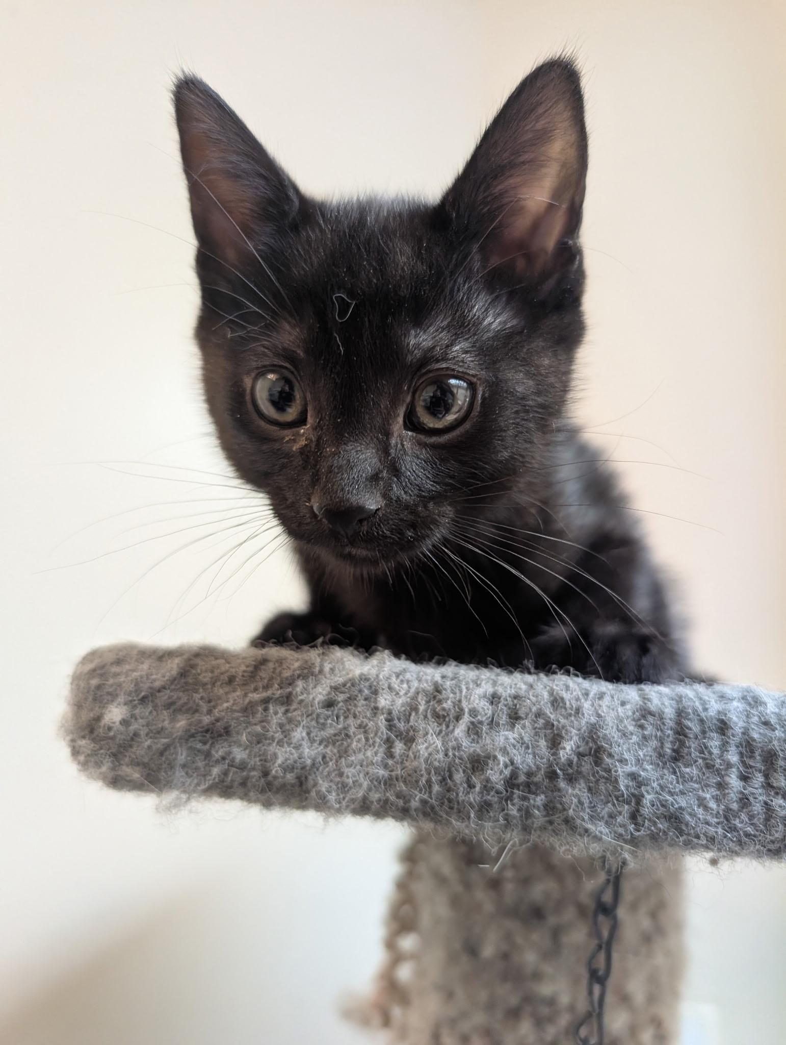 Howlie, ADOPTABLE, Kitten Female Domestic Short Hair.