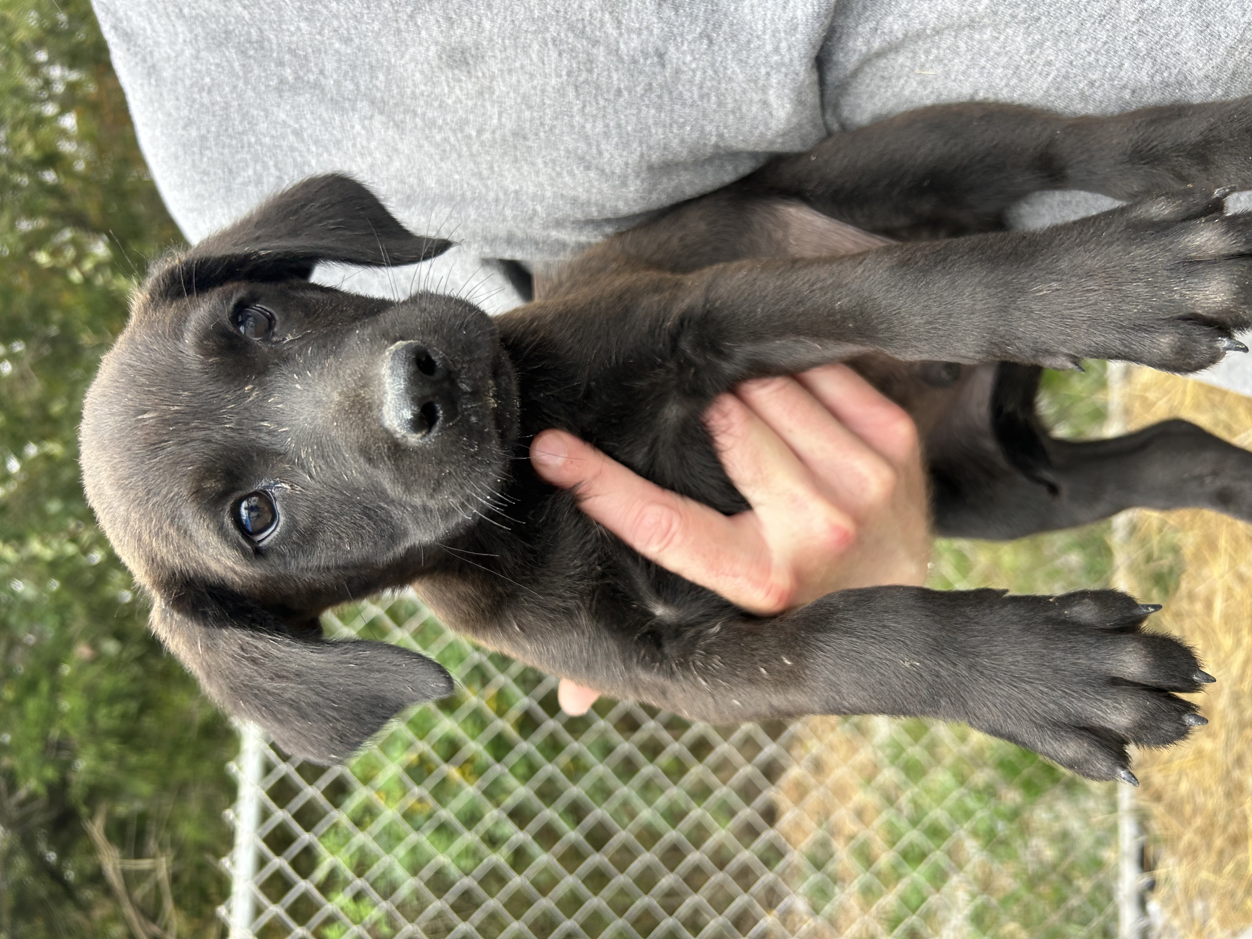 Dog for adoption Joe, a Black Labrador Retriever Mix in Manchester