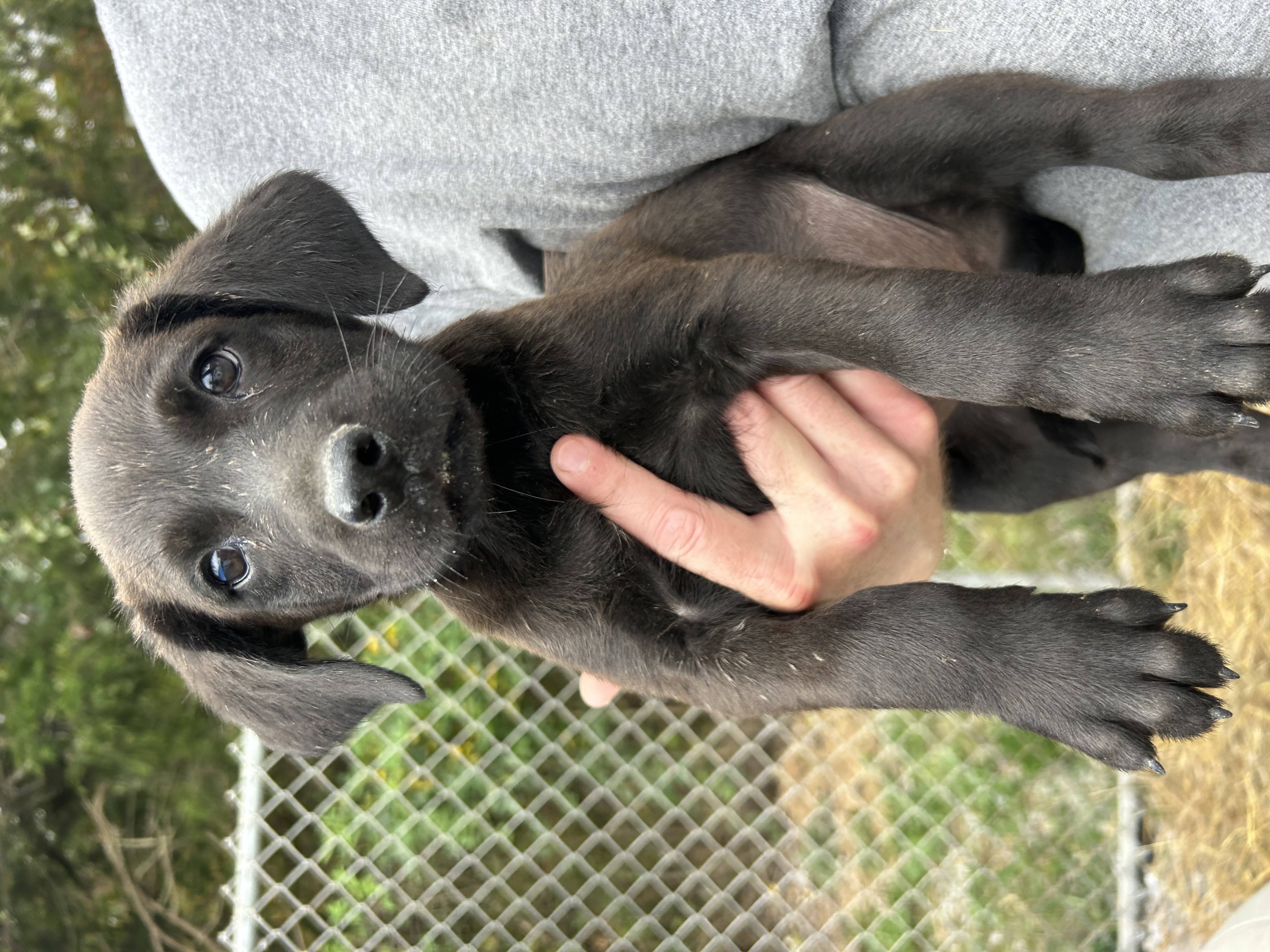 Dog for adoption Joe, a Black Labrador Retriever Mix in Manchester