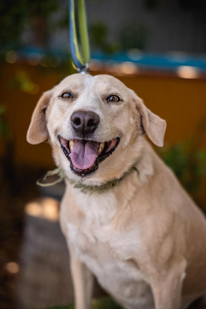 Mamma, Adoptable, Young Female Labrador Retriever & Border Collie.