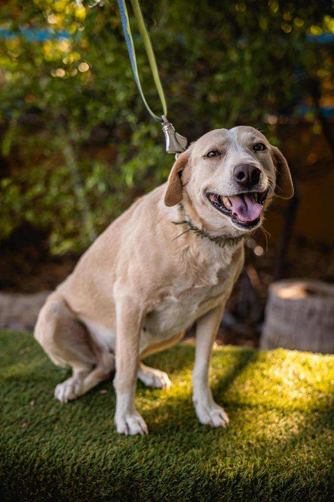 Mamma, a Adoptable mixed breed in Anacortes, WA image 2/6