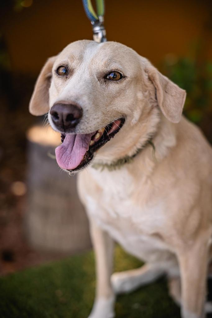 Mamma, a Adoptable mixed breed in Anacortes, WA image 3/6
