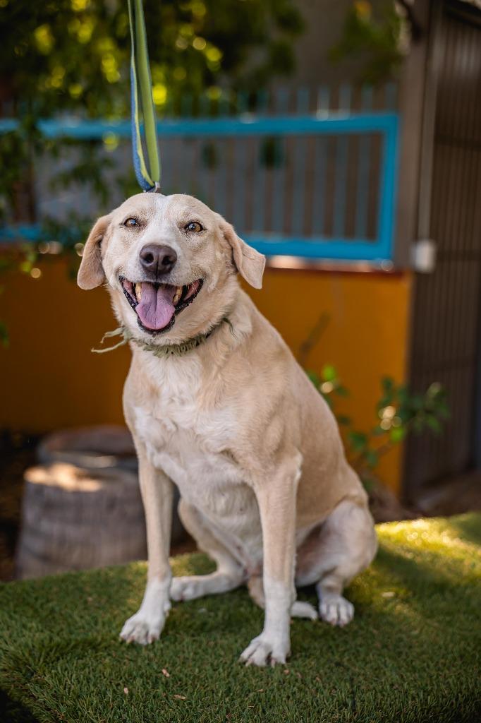 Mamma, a Adoptable mixed breed in Anacortes, WA image 4/6