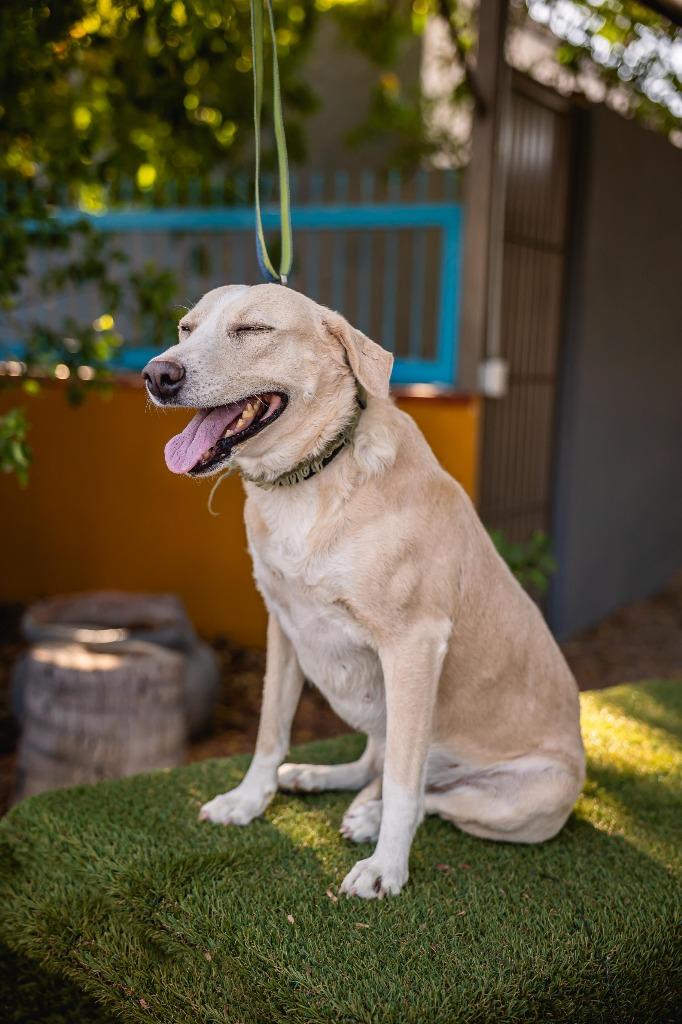 Mamma, a Adoptable mixed breed in Anacortes, WA image 5/6