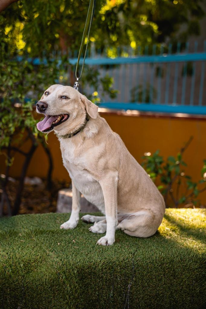 Mamma, a Adoptable mixed breed in Anacortes, WA image 6/6