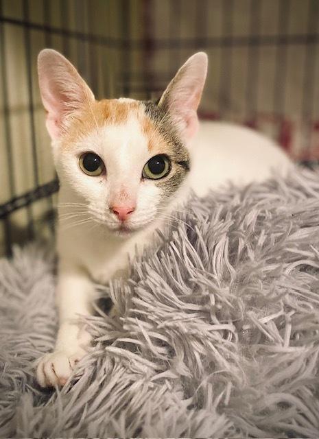 Enlarge Mary, a Adoptable Domestic Short Hair in Duxbury, MA image 1/3