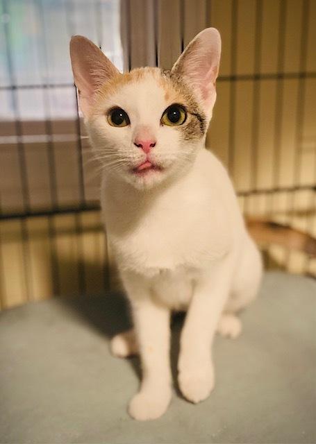 Enlarge Mary, a Adoptable Domestic Short Hair in Duxbury, MA image 2/3