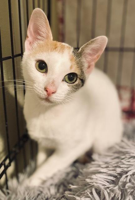 Enlarge Mary, a Adoptable Domestic Short Hair in Duxbury, MA image 3/3